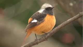 ジョウビタキさんオスの地鳴き A call of a Daurian Redstart male [upl. by Eerac595]