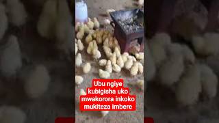 NGIYE GUTANGIRA KUBIGISHA KORORA INKOKO ZINYAMA [upl. by Lahcim]