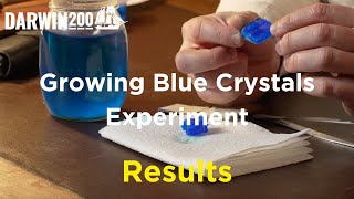 RESULTS  Growing Blue Crystals Experiment Segment from Worlds Most Exciting Classroom Episode 35 [upl. by Ynnej]