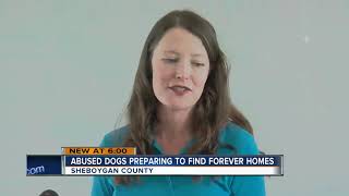 Humane society helps prepare Sheboygan County hoarding case dogs for adoption [upl. by Ardnusal]