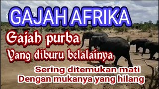 GAJAH AFRIKA GAJAH PURBA YANG DIBURU BELALAINYA [upl. by Tatiania]