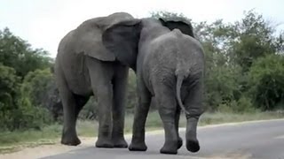 Elephants Fight in Road [upl. by Zwiebel333]