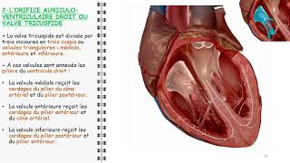 ANATOMIE FMPM CONFIG INTERNE DU COEUR [upl. by Stranger]