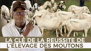 LA CLÉ DE LA RÉUSSITE DE LÉLEVAGE DES MOUTONS [upl. by Latouche]