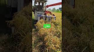 Kubota harvastr automobile belarustractor farming dhan munji [upl. by Olram6]