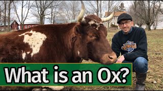 Oxen Basics What is an Ox [upl. by Dannon246]