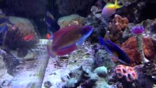 Red sea 8 line flasher wrasse [upl. by Julienne]