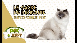 Le Sacré de Birmanie  Présentation conseils et astuces [upl. by Mccollum]