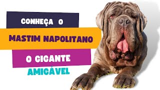 Conheça o Mastim Napolitano o Gigante Amigável [upl. by Reames]