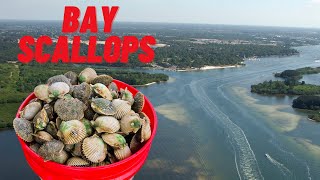 Scallops In Pasco County  Catch Clean Cook [upl. by Wynn]