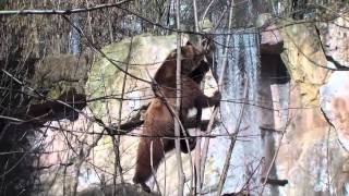 Braunbär im zoo  Braunbär im Winter  Gigantische Tiere [upl. by Oiram]