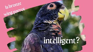 Is bronze wing parrot intelligentbronze wing parrotC muchmoreVideosfactsviralvideosFtdFacts [upl. by Harutak]