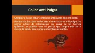 Collar Antipulgas [upl. by Tail]