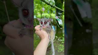 高源寺の風鈴で夏を感じるお猿 quotFurin is a wind chimequot Pizzatoru the Bushbaby  ショウガラゴのピザトル [upl. by Helfand]