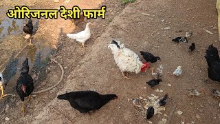 फ्री रेंज ओरिजनल देशी फार्म  Deshi murgi palan  deshi murgi  पोल्ट्री फार्मिंग [upl. by Eirhtug]