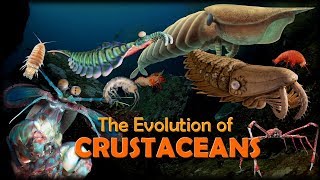 The Evolution of Crustaceans 🦐🦀 [upl. by Nahsar]