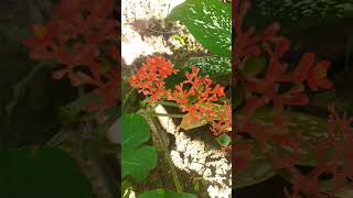 Buddha Belly Plant  Jatropha Podagrica plantshorts garden gardening flowers botany plantvideo [upl. by Hardy]