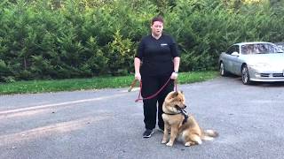 Kato 1 year old Chowski  London Dog Trainers [upl. by Annaul]