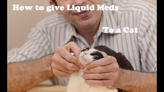 How to give liquid medication to a cat [upl. by Cirtemed]