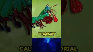 The Mantis Shrimp’s Punch Stronger Than a Bullet funfactshorts mantisshrimp punch [upl. by Aluin]