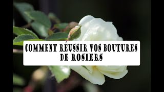 Comment réussir vos BOUTURES de ROSIERS [upl. by Blank725]