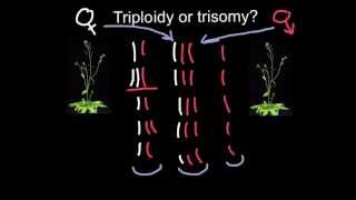 Triploidy or Trisomy what is the difference [upl. by Imaj500]