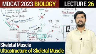 Skeletal Muscles Function  MDCAT 2023 Biology  Ultrastructure of Skeletal Muscle mdcat2023 [upl. by Kippie]