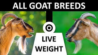 All Goat Breeds  Live Weight  Goats  Goat Breeds [upl. by Reina]