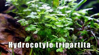 Hydrocotyle Tripartita  MUST HAVE Most Versatile Aquatic Plant [upl. by Nealson169]