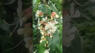 Clerodendrum indicum  Bridal Veil flower🍃🌼 [upl. by Leumel]