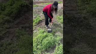 Efficient weed control [upl. by Nivrac]