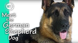 Meet The German Shepherd Dog [upl. by Tegdirb]