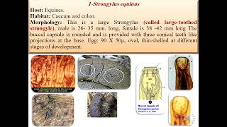 family strongylidae ٍStrongylus equinum Strongylus vulgaris Strongylus edentatus [upl. by Vladamir]