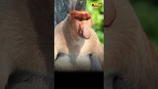 Biggest Nose monkey 🤔 EXPLAINED amazingfacts facts omgduniya [upl. by Arman]