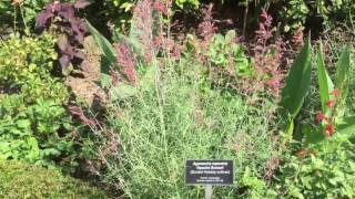 Apache Sunset  Agastache rupestris  Sunset hyssop [upl. by Davon671]