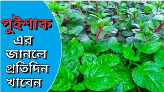 পুইশাকের উপকারিতা ও গুণাগুণ Pueshaker upokarita o gunagun alochona etc [upl. by Zeitler]