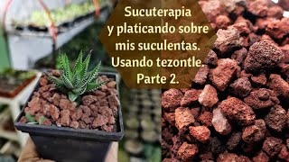 Sucuterapia Trasplantando suculentas y usando Tezontle ¿Para que sirve Pt 2 [upl. by Goltz]