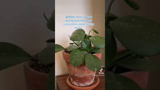 Hoya Obovata Care 3 Things To Make Your Houseplant Happy  House Plant Shop [upl. by Boycie708]