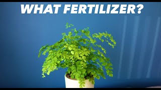 Best Fertilizer For Your Maidenhair Fern  Adiantum Raddianum [upl. by Naquin]