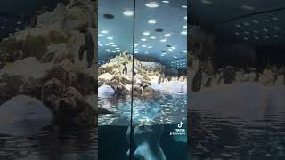 Discovering Loro Parque Tenerife 2024 [upl. by Arman]