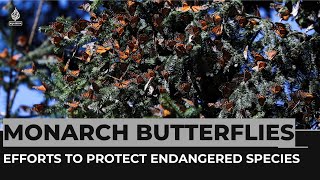 Efforts in Mexico to protect monarch butterflies winter grounds [upl. by Anirres]