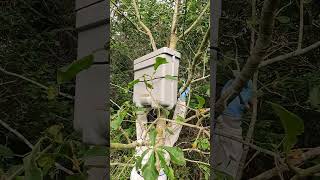 Removing Interceptor Honeybee Swarm Trap from Tree shorts [upl. by Walston359]