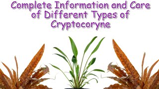 Cryptocoryne Care and Guide  Aquatic Plants Profile Episode 2 [upl. by Lela]