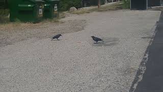 PentictonBC july 17 2024 2 Crows having Pizza crusts and peanuts [upl. by Aleta]