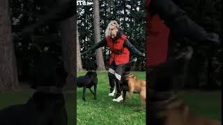 k9 k9 trending usa doglover k9 [upl. by Ecirtemed59]