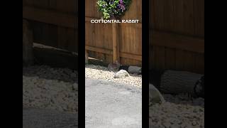 Cottontail Rabbit in Chicago [upl. by Fernand]