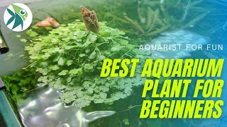 The EASIEST AQUARIUM Plant every BEGINNERS should have HYDROCOTYLE TRIPARTITA [upl. by Alvord]