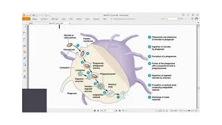 Immunology Lecture Series 18 Innate Immunity Part 3 [upl. by Oramlub]