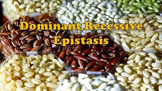 Dominant Recessive Epistasis  Genetics  Biology  BioStudy Pathshala [upl. by Temp562]