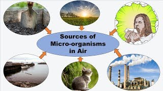 Introduction to Air Microbiology in English  Microbiology with Sumi [upl. by Schroeder]